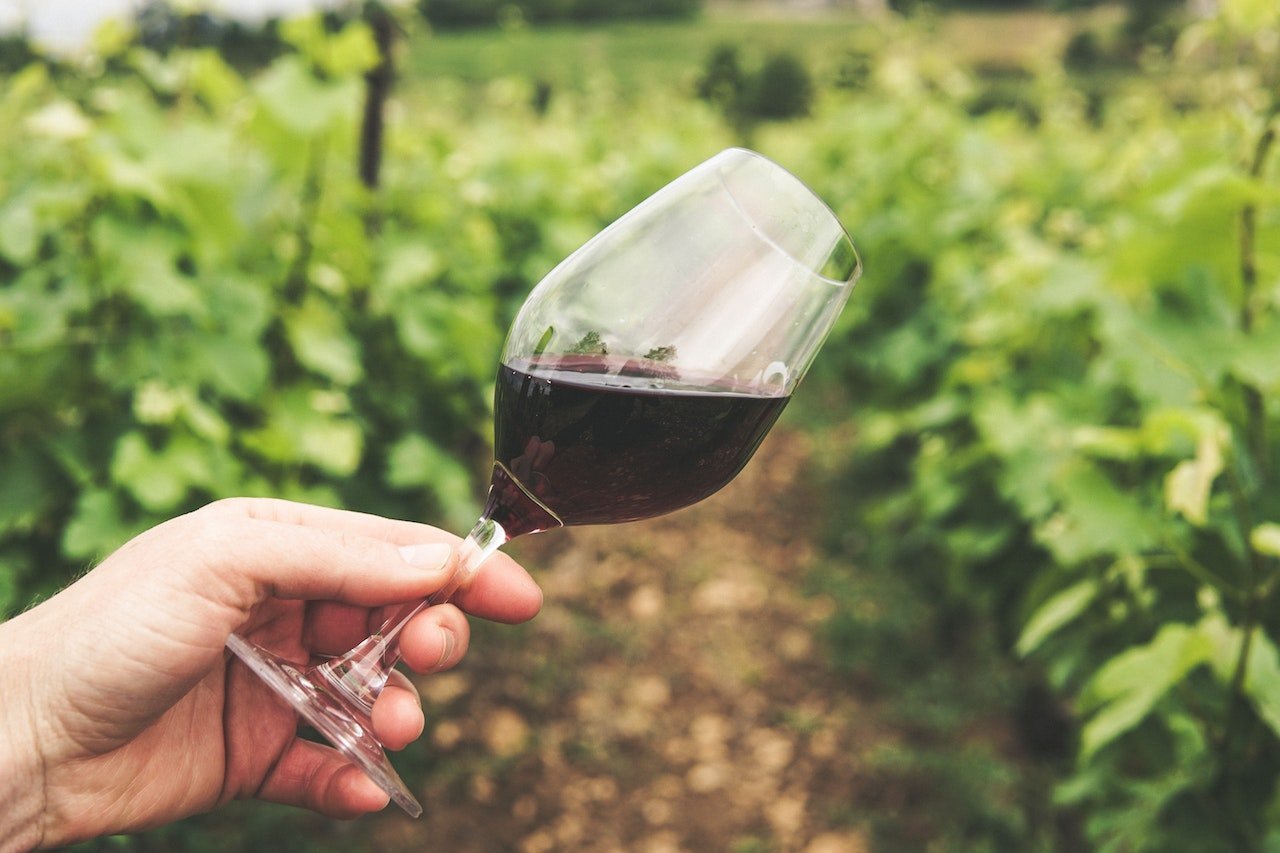 Hand holding a glass of red wine against the background of a French vineyard