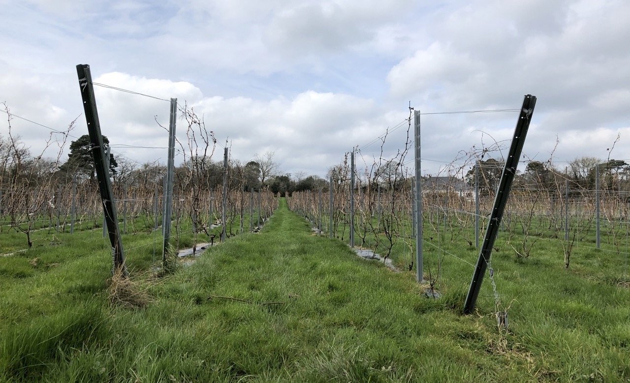 The La Kav Wines vineyard in Co. Wexford